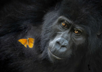 Nature Photographer of the Year 2025 Winners