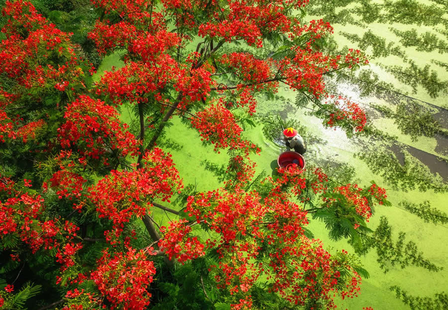 Vibrant Red Blossoms by Tran Phuong - People From A Drone 35 Photography Awards Winners