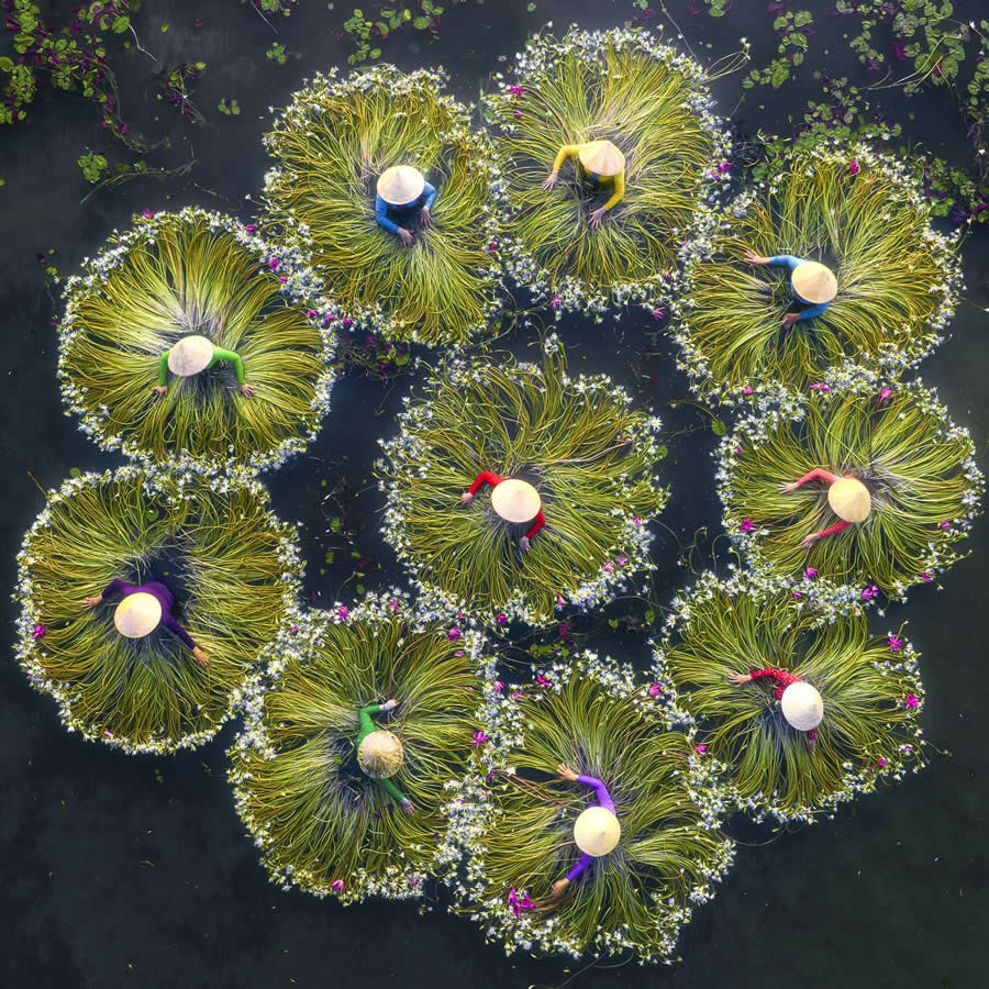 Harvesting water lilies by Tuấn Nguyễn Tấn - People From A Drone 35 Photography Awards Winners