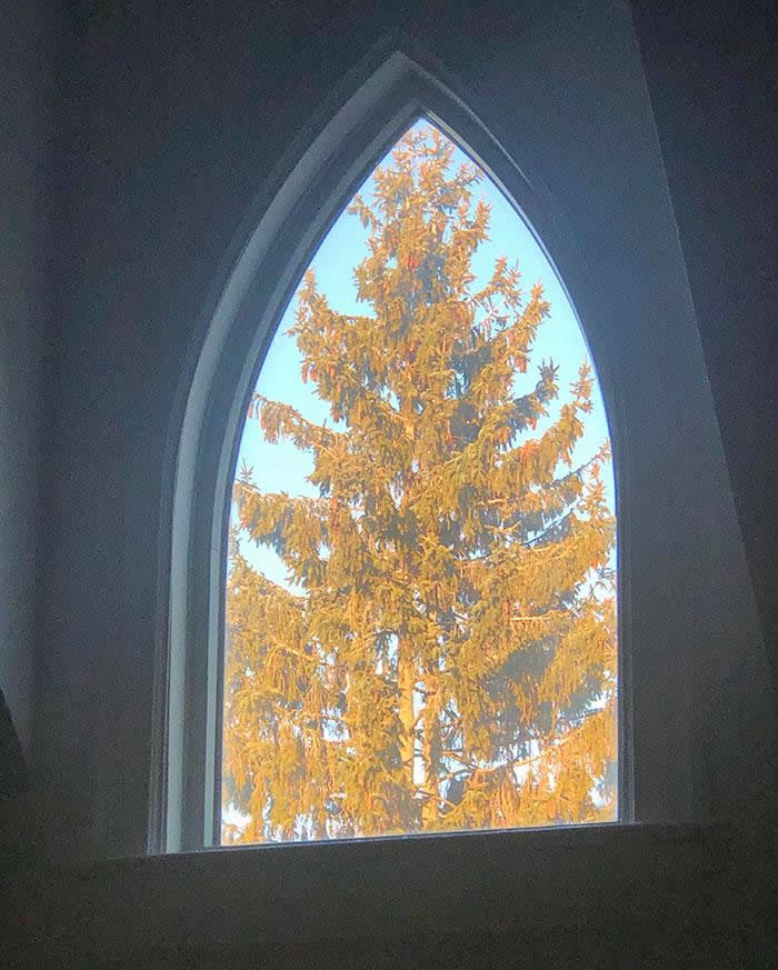My Neighbor’s Tree Fits Perfectly In My Window - Perfectly Aligned Photos
