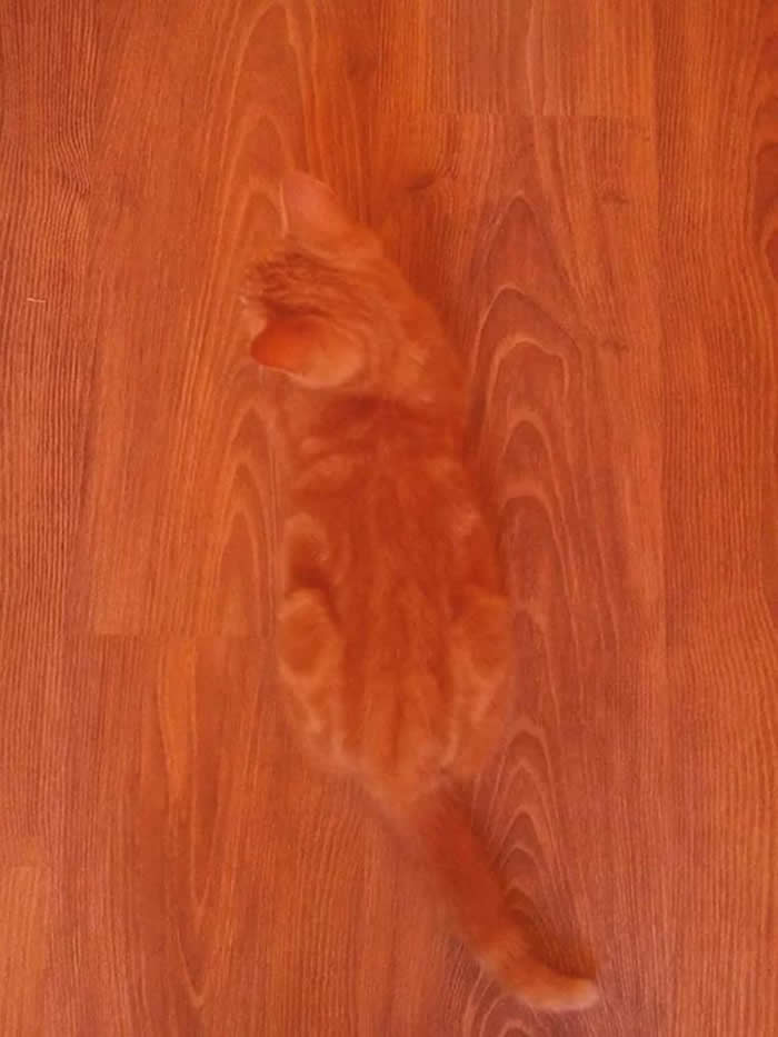 The way this cat blends in - Perfectly Aligned Photos
