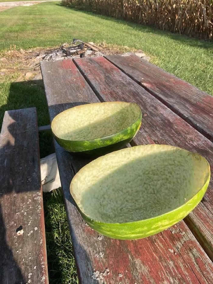 My friend let her chickens loose on a watermelon. They picked it clean. - Perfectly Aligned Photos