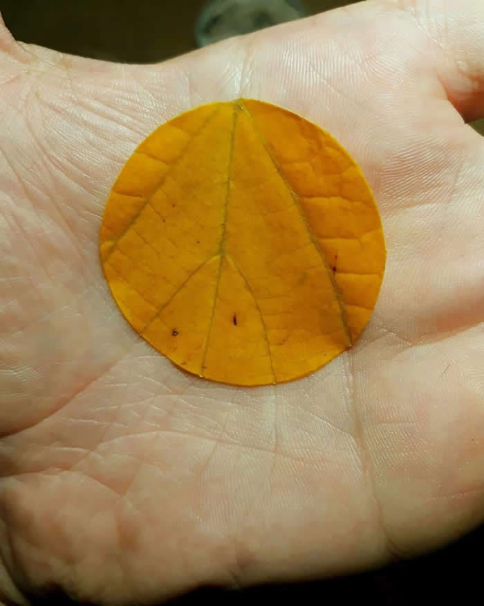 The way the veins of the leaf align on the creases of the hand - Perfectly Aligned Photos
