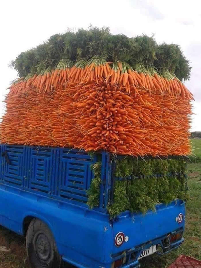 Amazingly well-stacked carrots on a pickup - Perfectly Aligned Photos