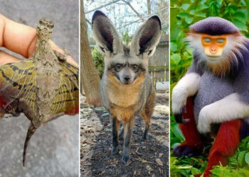 Rare and Fascinating Animals