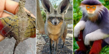 Rare and Fascinating Animals