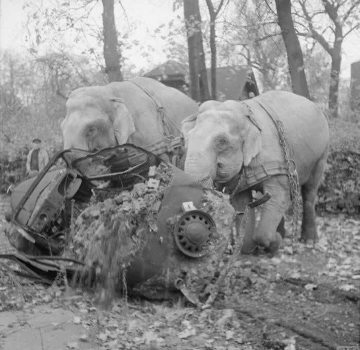 Circus Elephants Many And Kiri Clearing Rubble In Hamburg After World War II, 1945 - Rare and Weird History Photos