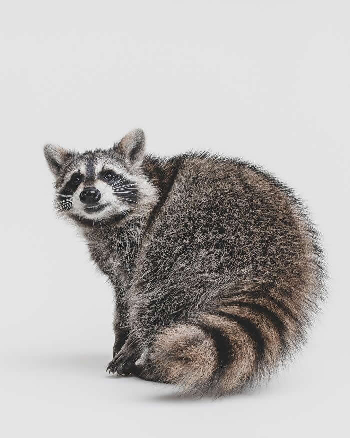 Rare Animal Portraits by Greg Murray