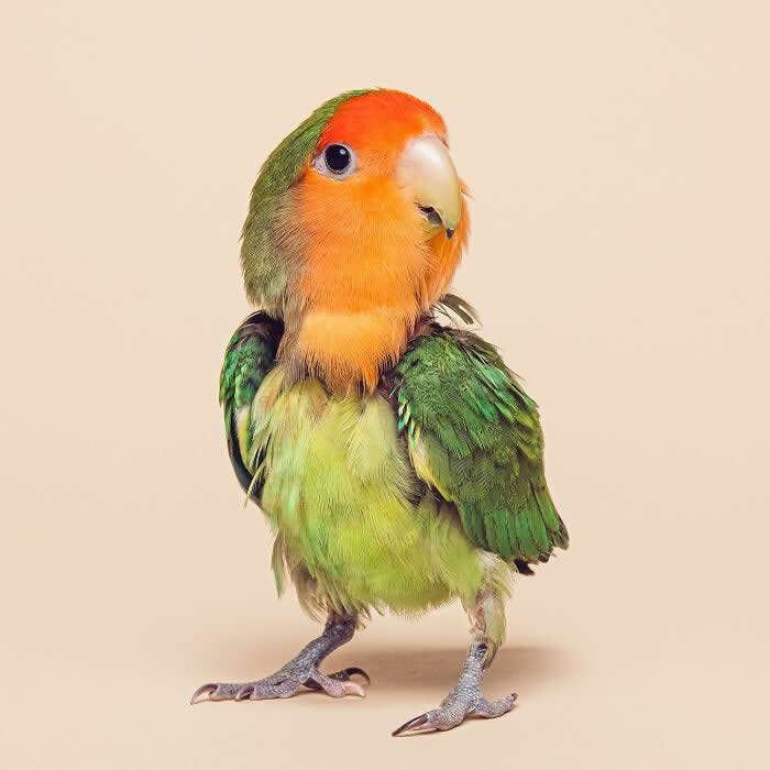 Rare Animal Portraits by Greg Murray