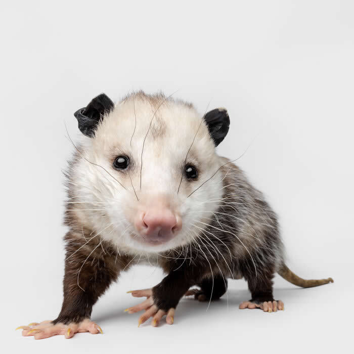 Rare Animal Portraits by Greg Murray