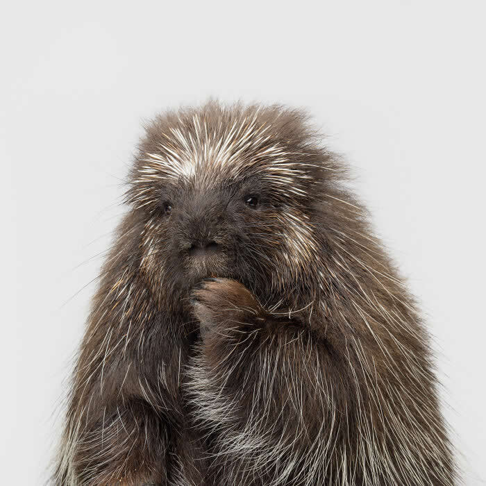 Rare Animal Portraits by Greg Murray