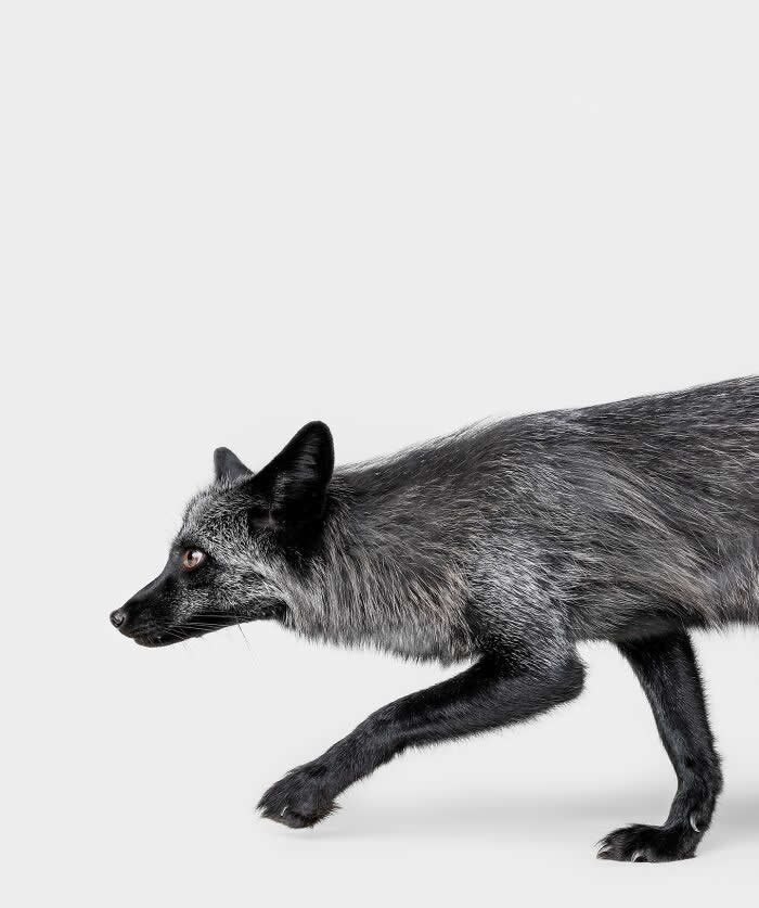 Rare Animal Portraits by Greg Murray