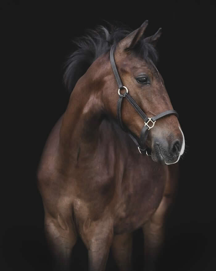 Rare Animal Portraits by Greg Murray