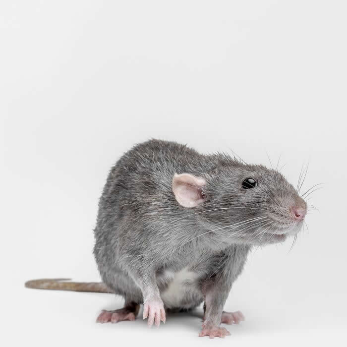 Rare Animal Portraits by Greg Murray