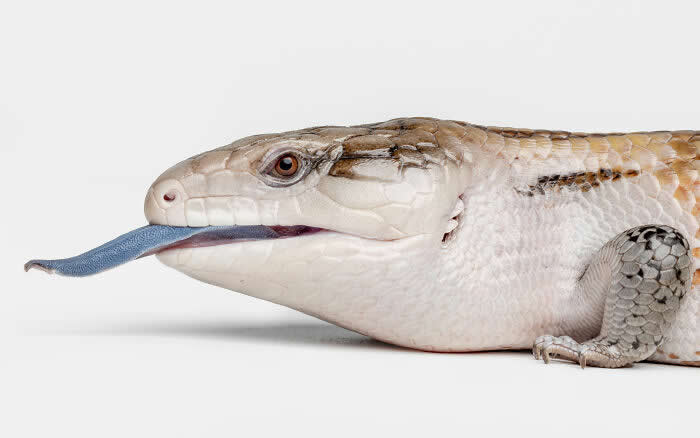 Rare Animal Portraits by Greg Murray