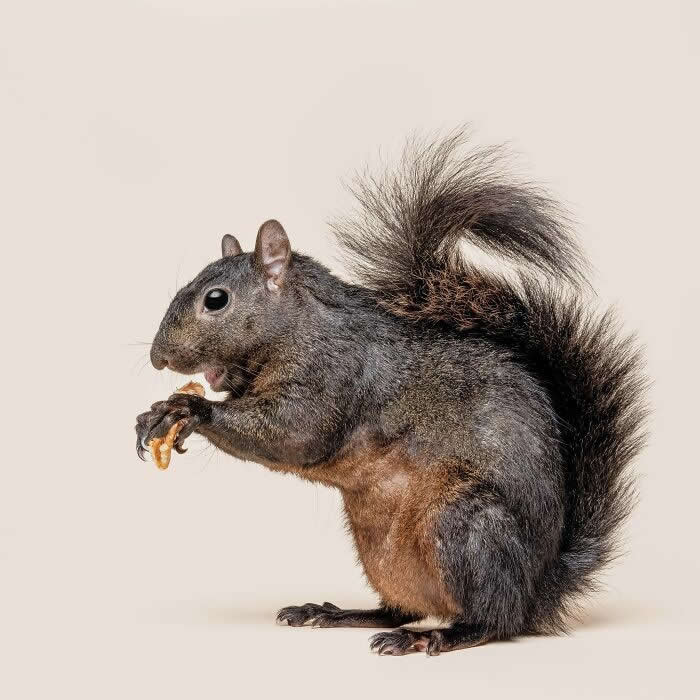 Rare Animal Portraits by Greg Murray