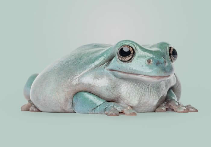 Rare Animal Portraits by Greg Murray