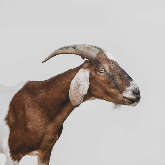 Rare Animal Portraits by Greg Murray