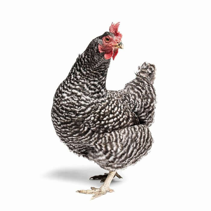 Rare Animal Portraits by Greg Murray