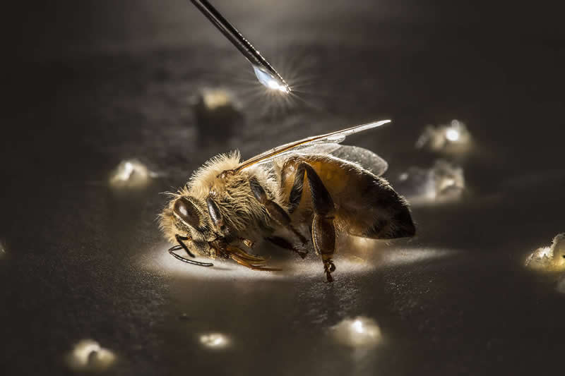 The Royal Photographic Society Awards 2025