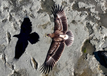 Award-Winning Photos from the Siena Drone Photo Awards 2025