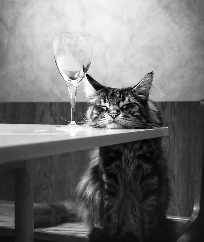 Street Cat Photos That Will Make You Laugh