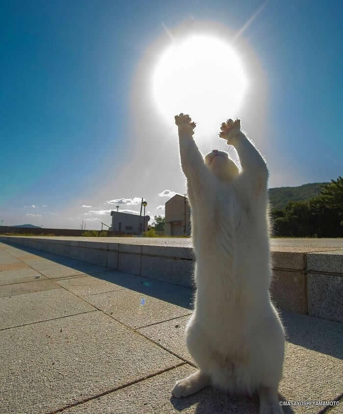 Street Cat Photos That Will Make You Laugh