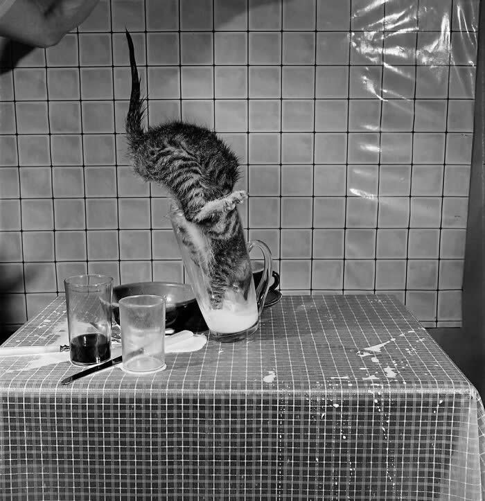 Street Cat Photos That Will Make You Laugh