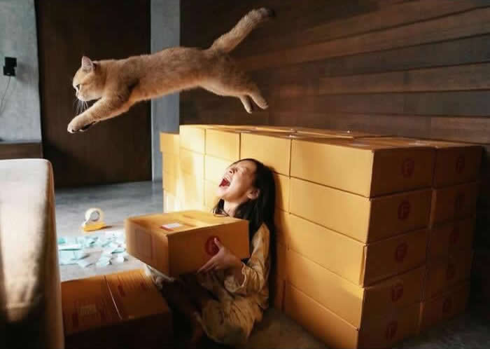 Street Cat Photos That Will Make You Laugh