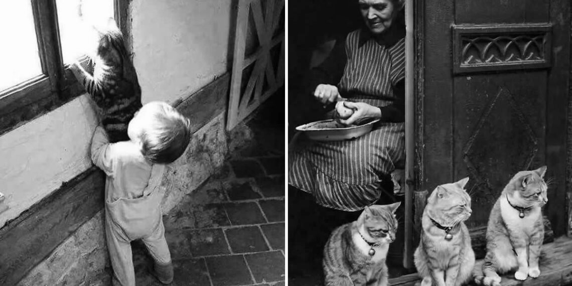 Street Cat Photos That Will Make You Laugh