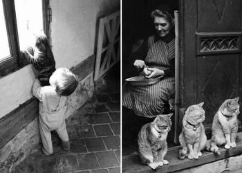 Street Cat Photos That Will Make You Laugh