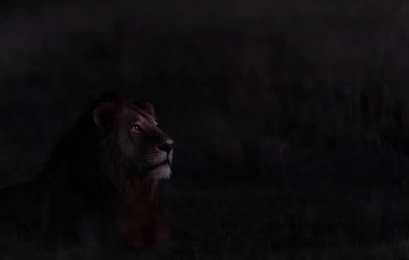 Daw Lion by Charles Janson, USA - Artist Gallery Awards 2025 Minimalist Winners