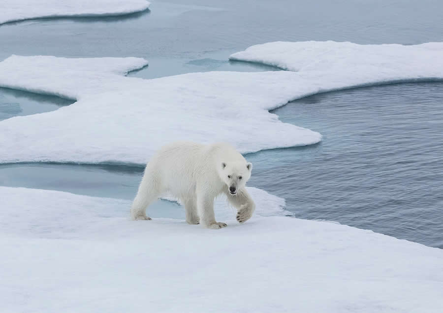 Arctic Quiet Majesty by Julieanne Kost