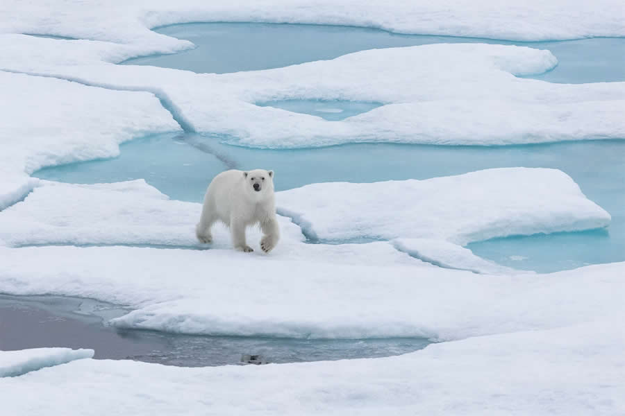 Arctic Quiet Majesty by Julieanne Kost