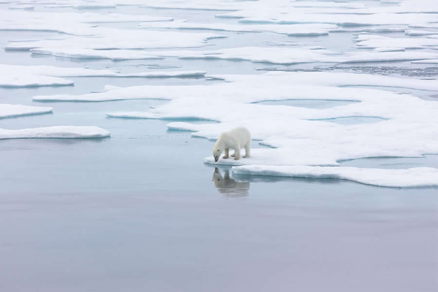 Arctic Quiet Majesty by Julieanne Kost