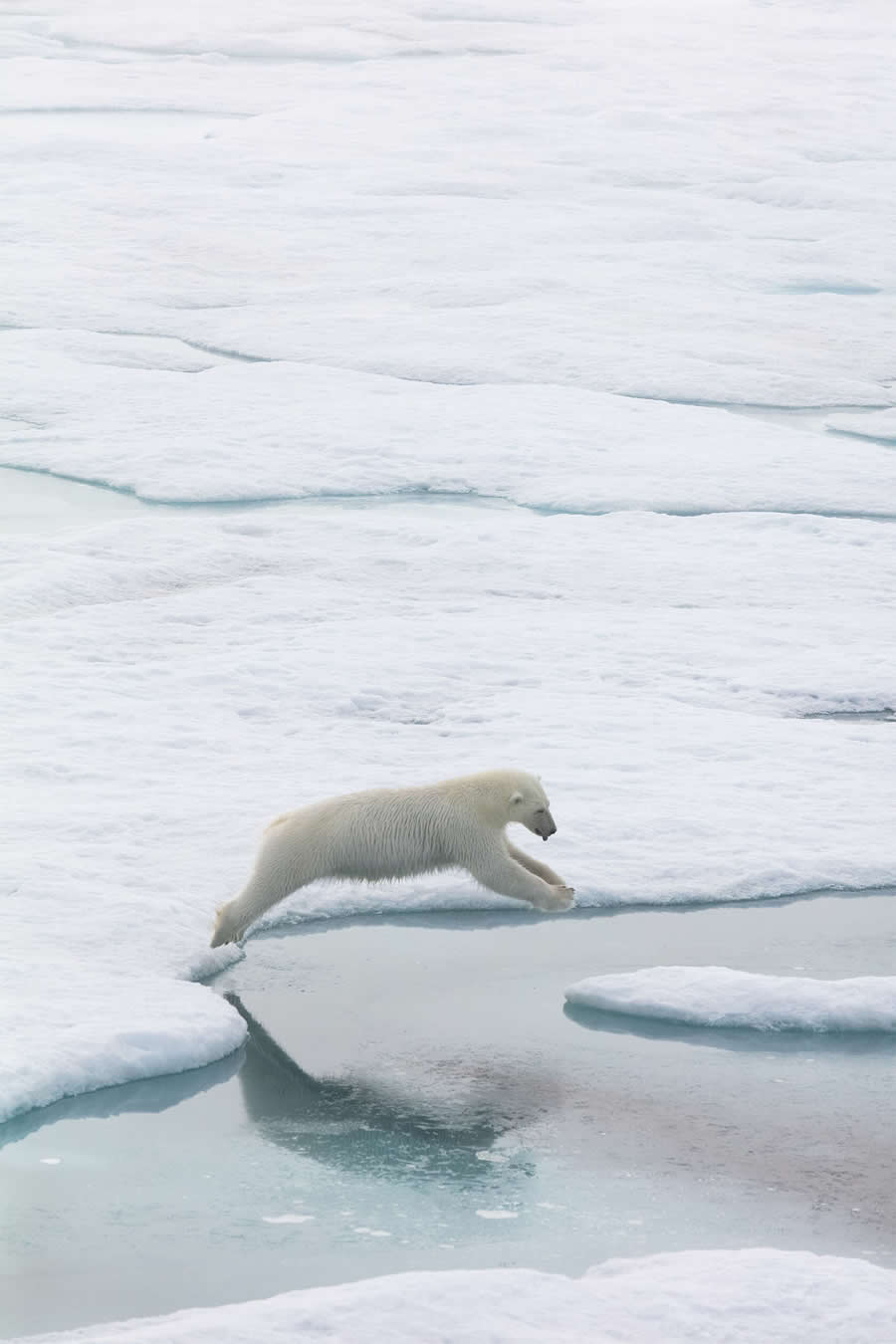 Arctic Quiet Majesty by Julieanne Kost