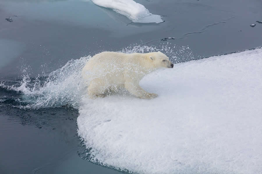 Arctic Quiet Majesty by Julieanne Kost