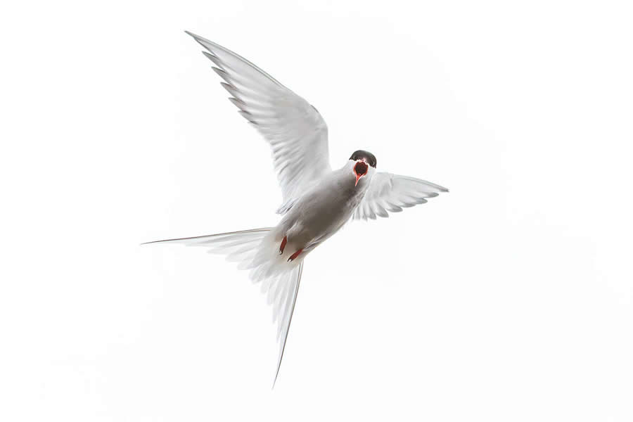 Arctic Quiet Majesty by Julieanne Kost