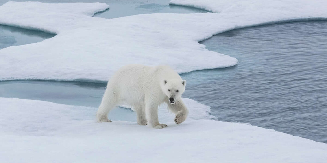 Arctic Quiet Majesty by Julieanne Kost