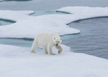 Arctic Quiet Majesty by Julieanne Kost