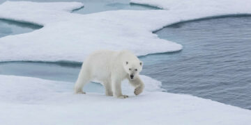 Arctic Quiet Majesty by Julieanne Kost