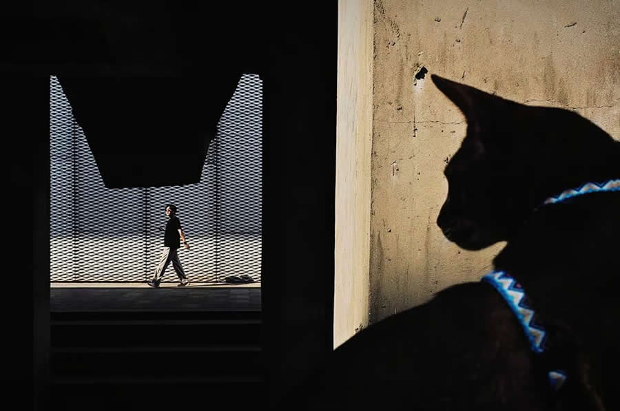 Gazing Cat - China by Yajun Hu - Independent Photographer Awards 2025 Street Winners