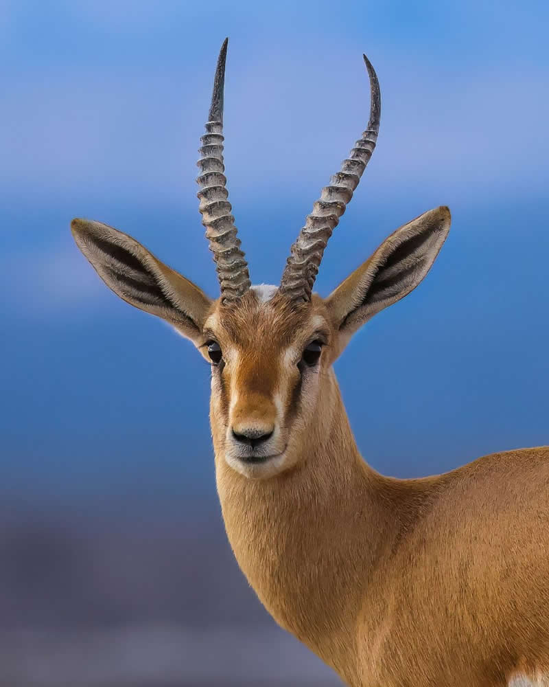 Iranian Wildlife Photography by Mohammad Ali Runiassy