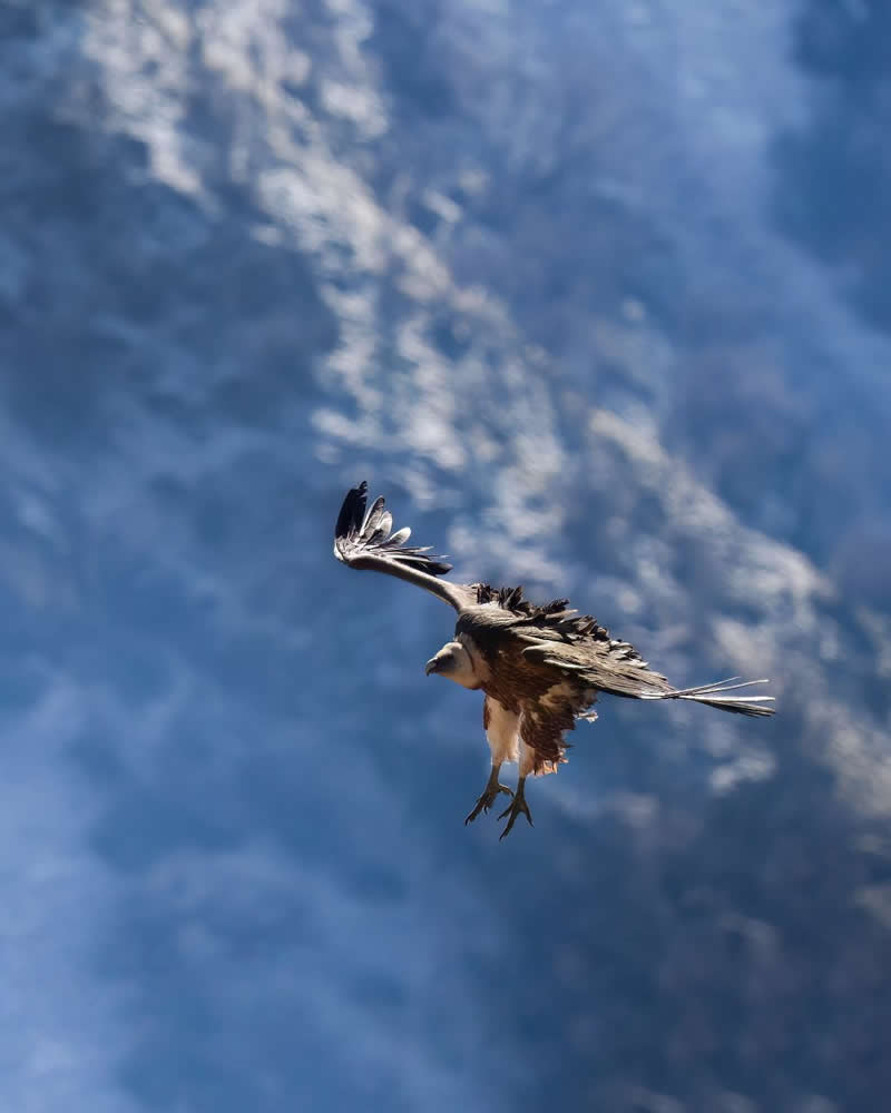 Iranian Wildlife Photography by Mohammad Ali Runiassy