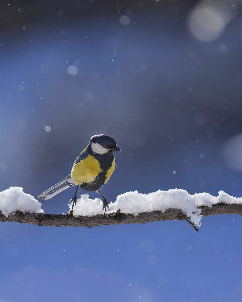 Iranian Wildlife Photography by Mohammad Ali Runiassy