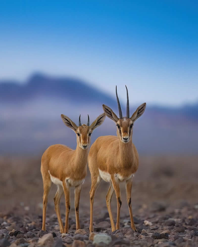 Iranian Wildlife Photography by Mohammad Ali Runiassy