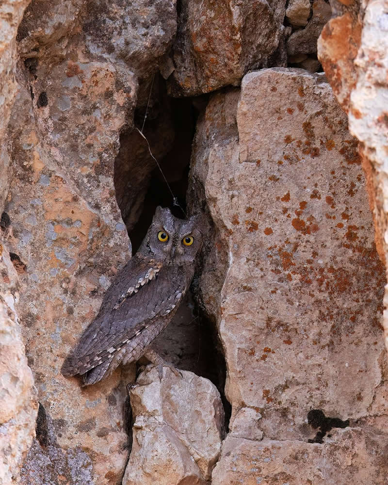 Iranian Wildlife Photography by Mohammad Ali Runiassy
