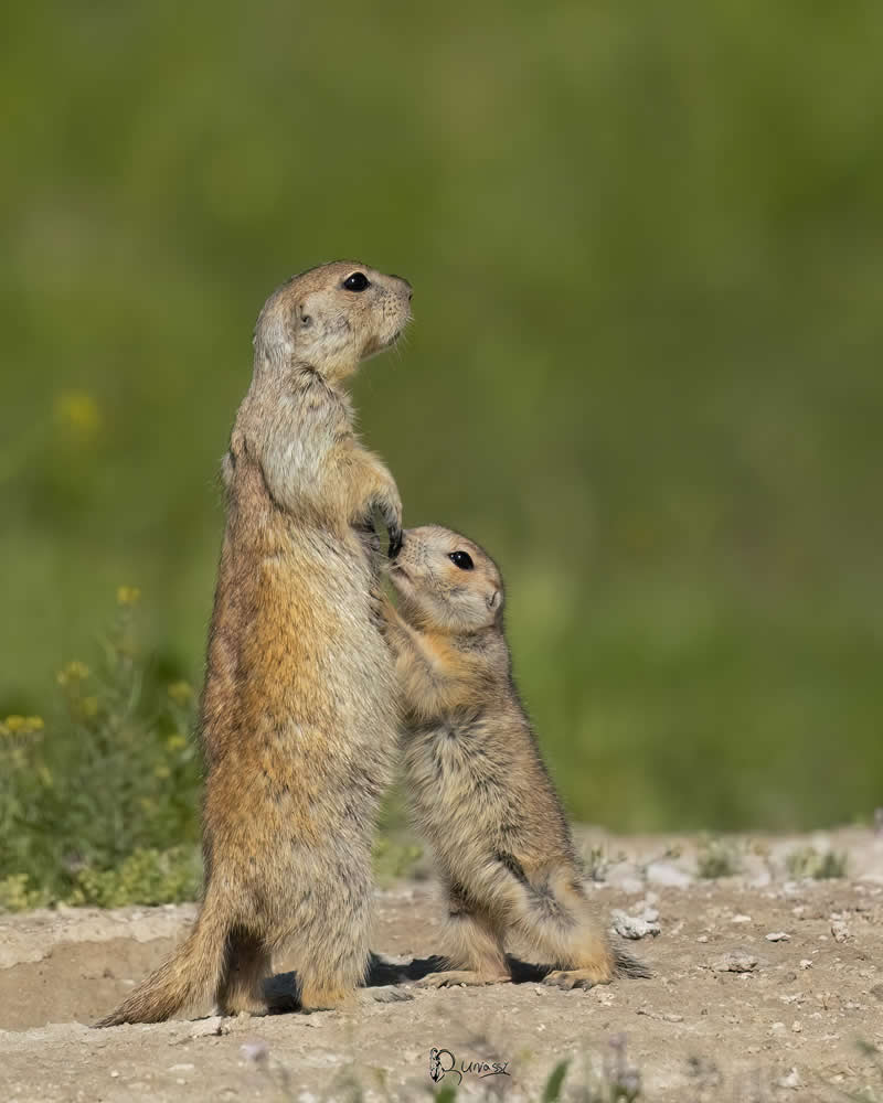 Iranian Wildlife Photography by Mohammad Ali Runiassy