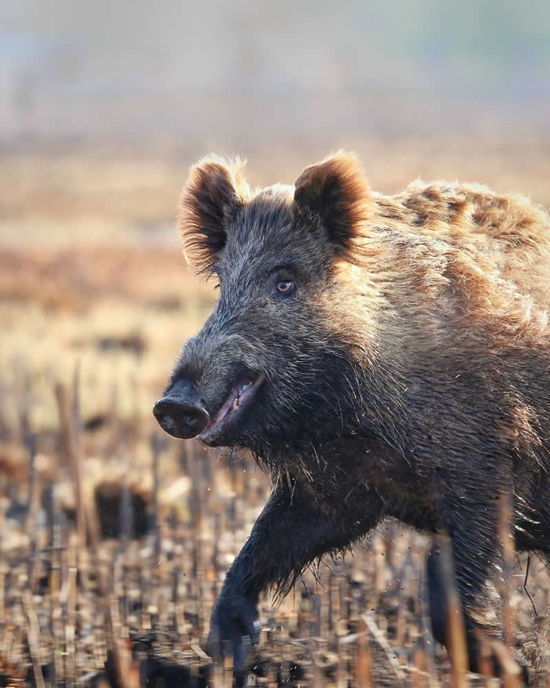 Iranian Wildlife Photography by Mohammad Ali Runiassy