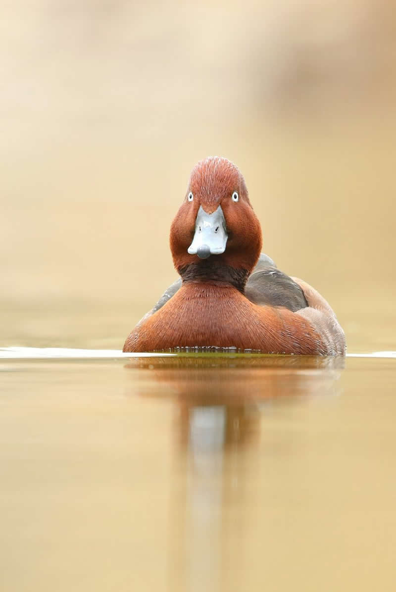 Iranian Wildlife Photography by Mohammad Ali Runiassy